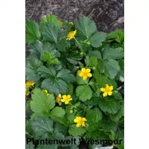 Waldsteinie Plantenwelt Waldsteinia ternata 15-20 cm breit, 50 Pfl.