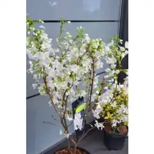 Zierkirsche Plantenwelt Wiesmoor Prunus kurilensis Brilliant