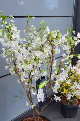 Zierkirsche Plantenwelt Wiesmoor Prunus kurilensis Brilliant