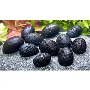 Algenfressende Schnecke WaterPlants 5 Anthrazit-Napfschnecke