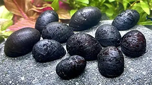 Algenfressende Schnecke WaterPlants 5 Anthrazit-Napfschnecke