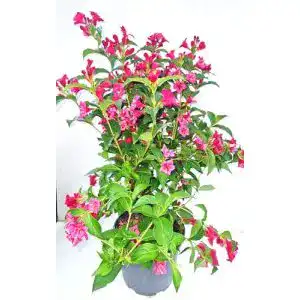 Weigelie Plantenwelt Weigela Bristol Ruby 60-80 cm hoch