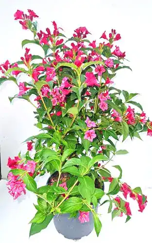 Weigelie Plantenwelt Weigela Bristol Ruby 60-80 cm hoch