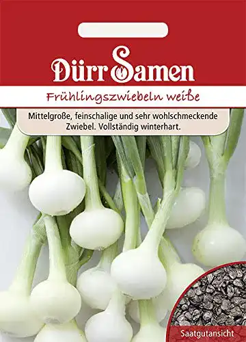 Dürr-Samen Dürr-Samen, Frühlingszwiebeln “Vaugirard Weiße”