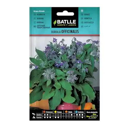 Borretsch-Samen Batlle Kräutersamen, Borretsch Officinalis