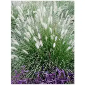 Lampenputzergras Stauden Gänge 3 x Pennisetum alopecuroides