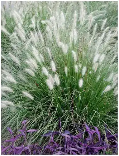 Lampenputzergras Stauden Gänge 3 x Pennisetum alopecuroides