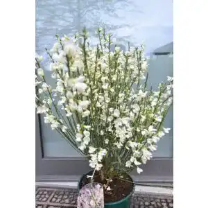Ginster Plantenwelt Wiesmoor cremeweiß Cytisus praecox Albus