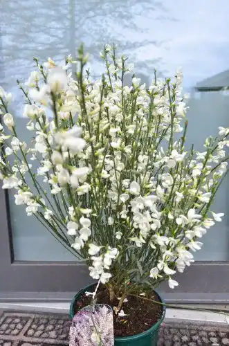 Ginster Plantenwelt Wiesmoor cremeweiß Cytisus praecox Albus