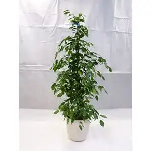 Birkenfeige PalmenLager.de Ficus benjamini “Exotica” 160/170 cm