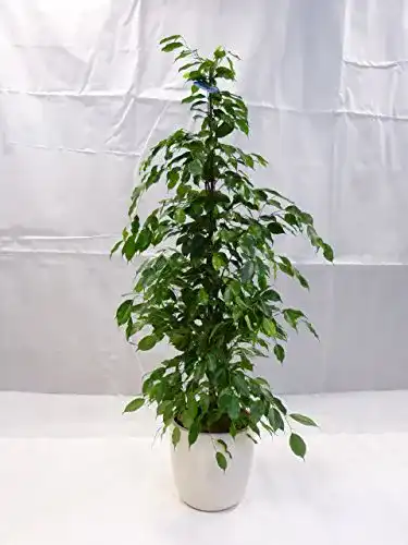 Birkenfeige PalmenLager.de Ficus benjamini “Exotica” 160/170 cm