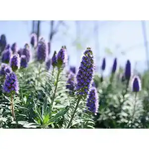 Natternkopf-Samen Grow Your Secret Garden Blauer Natternkopf