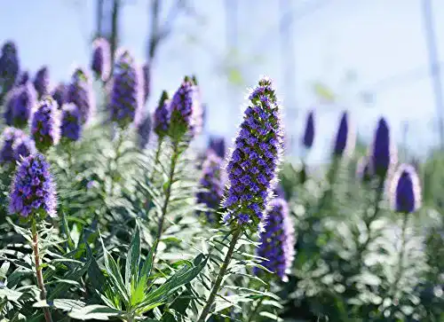 Natternkopf-Samen Grow Your Secret Garden Blauer Natternkopf