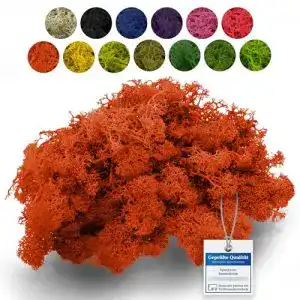 Islandmoos sphagnum-shop.com Echtes Deko Moos, Orange