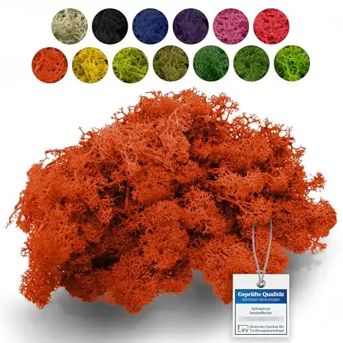 Islandmoos sphagnum-shop.com Echtes Deko Moos, Orange