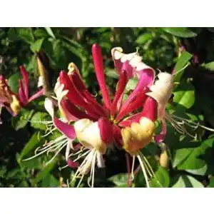 Lonicera Baumschule Geißblatt heckrottii, 40-60 cm