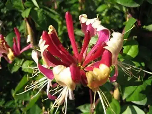 Lonicera Baumschule Geißblatt heckrottii, 40-60 cm