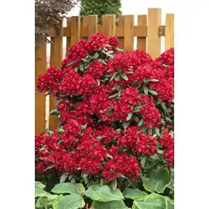 Rhododendron Rot PlantaPro Rhododendron Hybr.’Sammetglut’