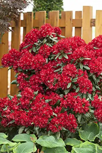 Rhododendron Rot PlantaPro Rhododendron Hybr.’Sammetglut’