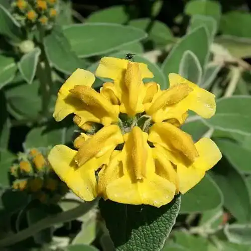 Brandkraut Arborix, grüner und billiger! 6 x Phlomis Fruticosa