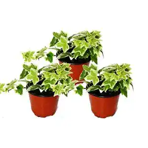 Efeu-Pflanze exotenherz – Hedera helix, 3er Set, Efeu