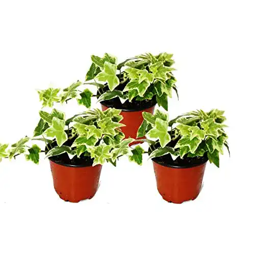 Die beste Efeu-Pflanze exotenherz - Hedera helix, 3er Set, Efeu 2026 Test Bestseller Efeu-Pflanze exotenherz – Hedera helix, 3er Set, Efeu