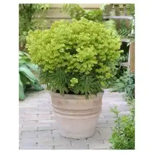Wolfsmilch Stauden Gänge 1 x Euphorbia martinii