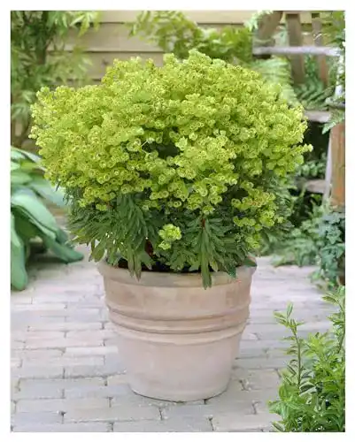 Wolfsmilch Stauden Gänge 1 x Euphorbia martinii