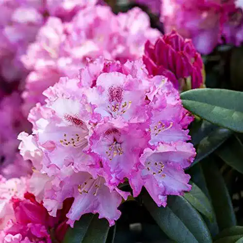 Rhododendron PlantaPro yak. Arabella Alpenrose 30-40cm