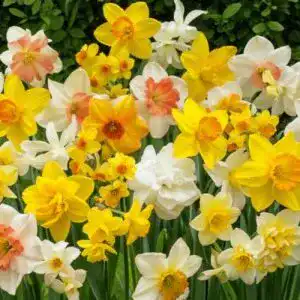 Frühblüher-Zwiebeln DUTCH BULBS EXCLUSIVE PLANTS FROM