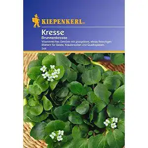 Brunnenkresse-Samen Kiepenkerl Kresse Brunnenkresse