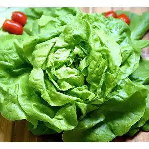 Wintergemüse-Samen Samen Schenker Wintersalat, 500 Samen
