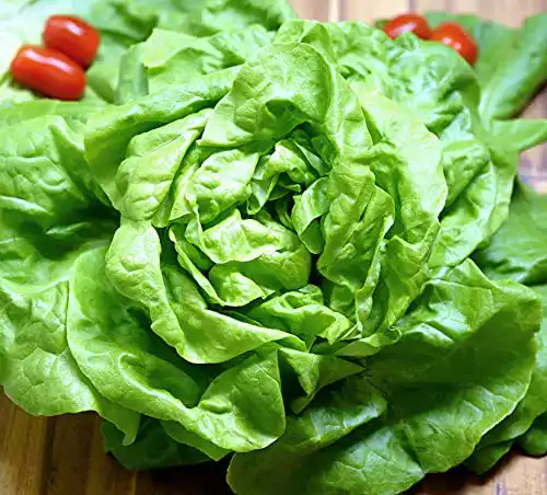 Wintergemüse-Samen Samen Schenker Wintersalat, 500 Samen