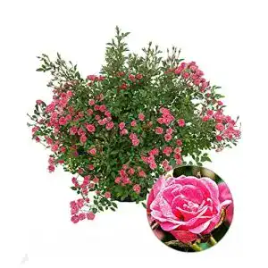 Balkonpflanzen winterhart BALDUR Garten Lilly Rose® Wonder5