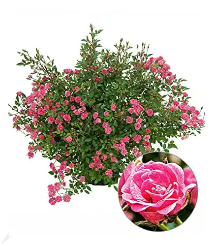 Balkonpflanzen winterhart BALDUR Garten Lilly Rose® Wonder5
