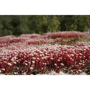 Sedum-Samen Grow Your Secret Garden 50 Samen Dragon’s Blood