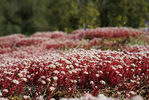 Die beste Sedum-Samen Grow Your Secret Garden 50 Samen Dragon's Blood 2026 Test Bestseller Sedum-Samen Grow Your Secret Garden 50 Samen Dragon’s Blood