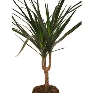 Drachenbaum exotenherz, Dracaena marginata, Palme