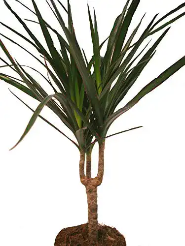 Drachenbaum exotenherz, Dracaena marginata, Palme