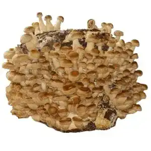 Pilzkultur Hawlik Pilzbrut XXL BIO Shiitake Kultur, selber züchten