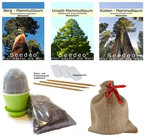 Mammutbaum-Samen Seedeo ® Mammutbaum Anzuchtset