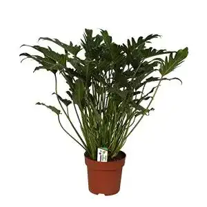 Philodendron exotenherz, Xanadu im 21cm Topf, Höhe ca.65cm