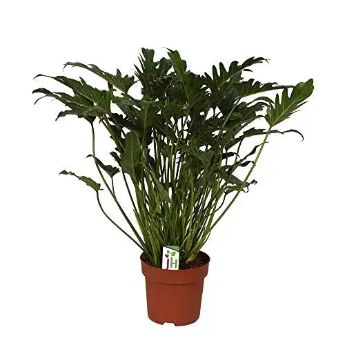 Philodendron exotenherz, Xanadu im 21cm Topf, Höhe ca.65cm