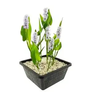 Hechtkraut S VD VELDE WATERPLANTEN VDVELDE Weiß – Pontederia cordata