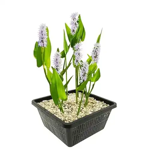 Hechtkraut S VD VELDE WATERPLANTEN VDVELDE Weiß – Pontederia cordata