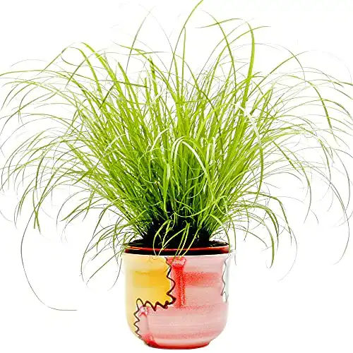 Katzengras-Pflanze GardenersDream Cyperus Zumula – Katzengraß