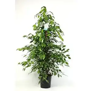 Birkenfeige Blumen Senf Ficus Benjamina Exotica 130-150 cm