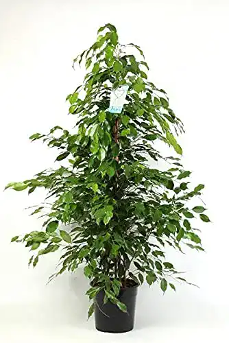 Birkenfeige Blumen Senf Ficus Benjamina Exotica 130-150 cm