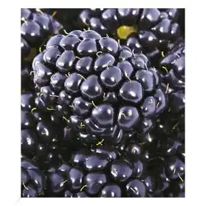Brombeerstrauch BALDUR Garten Brombeeren ‘Big Max XXL’®