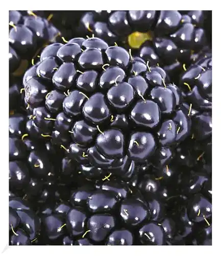 Brombeerstrauch BALDUR Garten Brombeeren ‘Big Max XXL’®